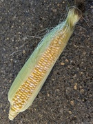 27th Aug 2024 - Something simple: An ear of corn [Travel day]