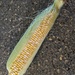 Something simple: An ear of corn [Travel day]