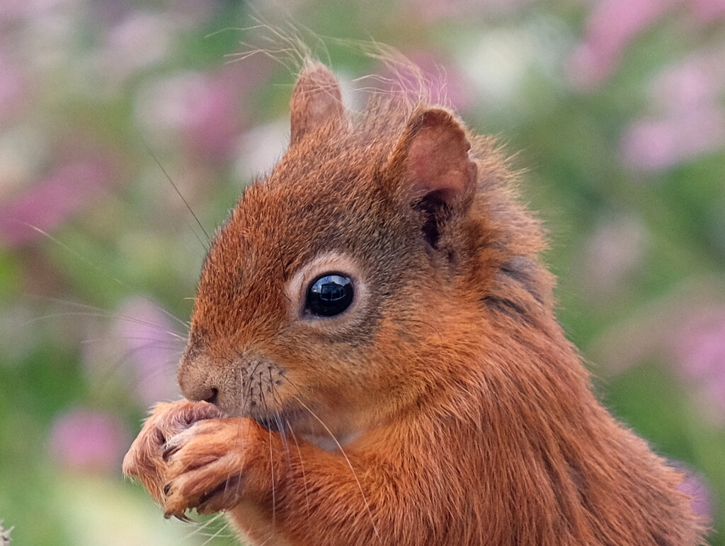 back with the squirrels by minsky365