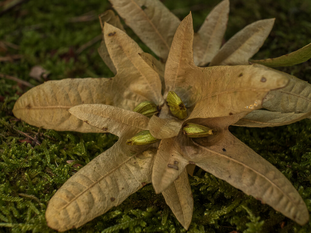 Hornbeam nuts by haskar