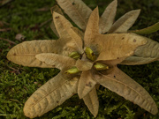 3rd Sep 2024 - Hornbeam nuts