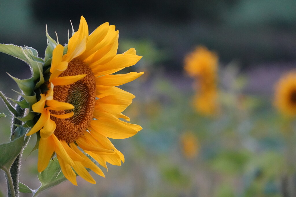 Sunflower Field by phil_sandford