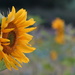 Sunflower Field by phil_sandford