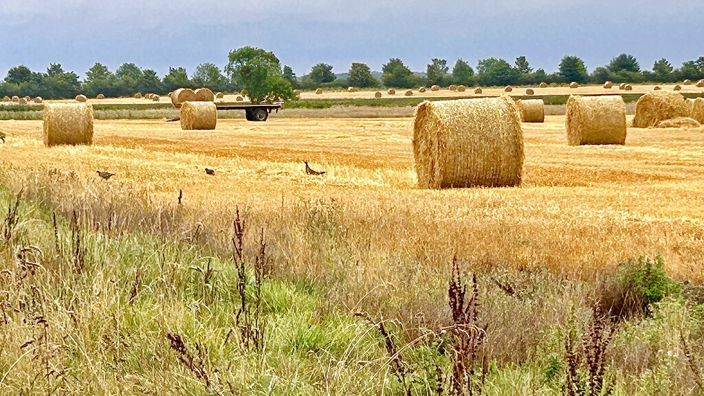 Hay Rolls by carole_sandford