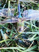 1st Sep 2024 - Dragonfly