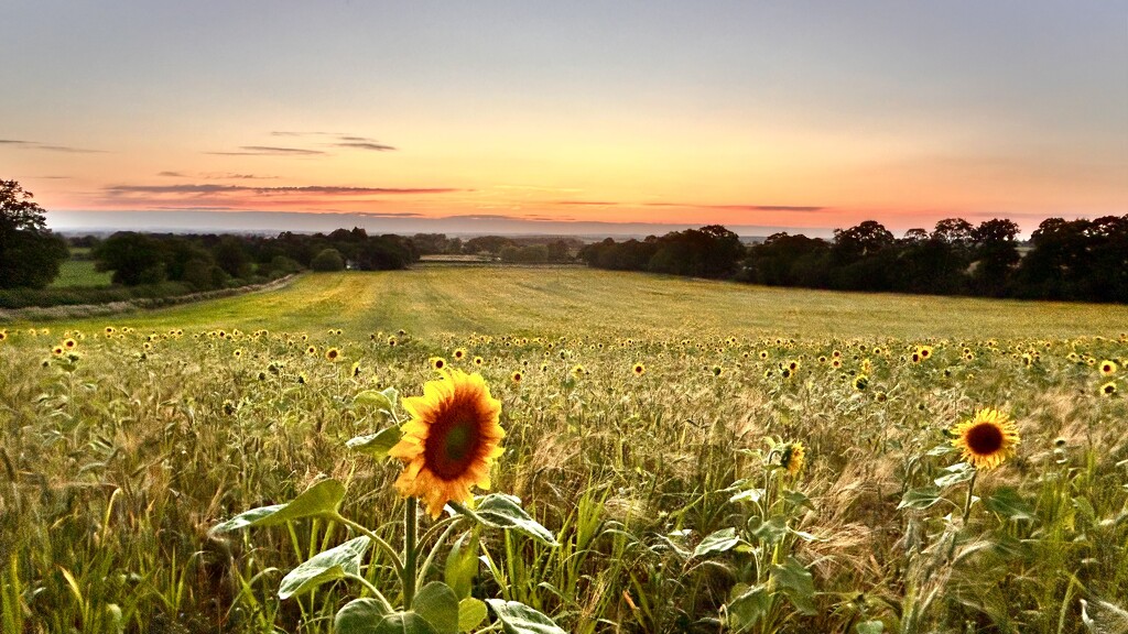 “Sunflowers Sir” by phil_sandford