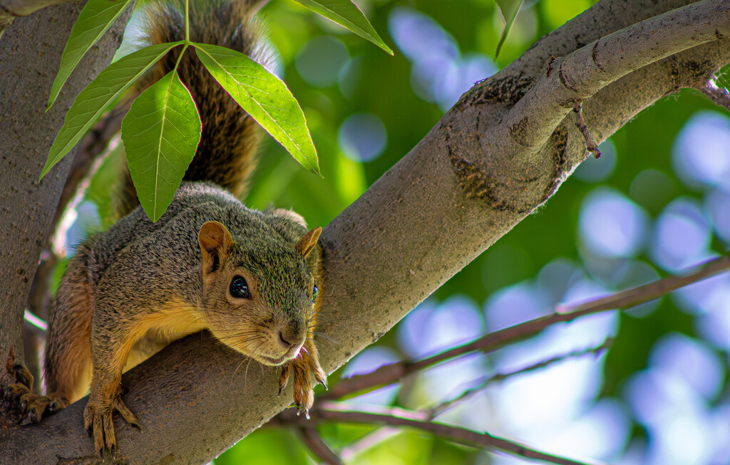 Branch Boss by veronicalevchenko