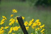 3rd Sep 2024 - Roadside flowers