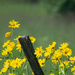 Roadside flowers by randystreat