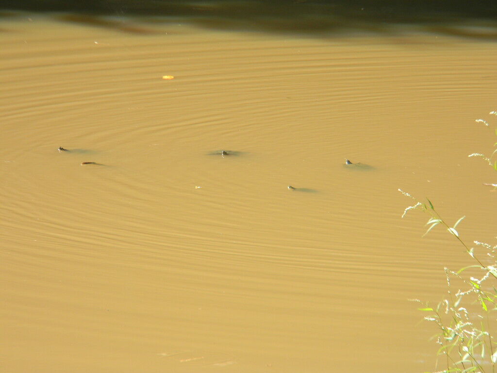 Turtles in Pond  by sfeldphotos