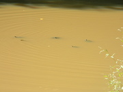 3rd Sep 2024 - Turtles in Pond 