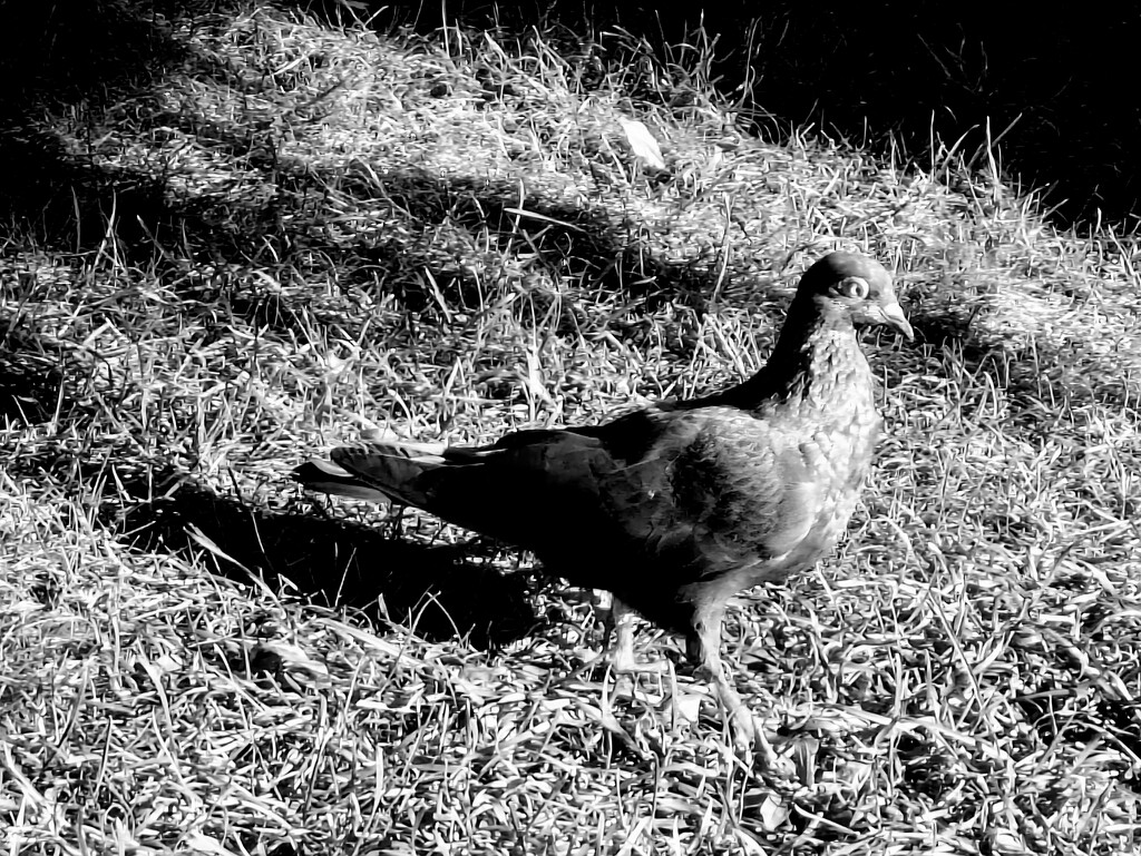 Strutting pigeon  by zilli