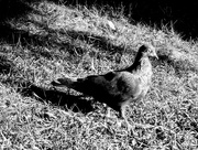 26th Aug 2024 - Strutting pigeon 