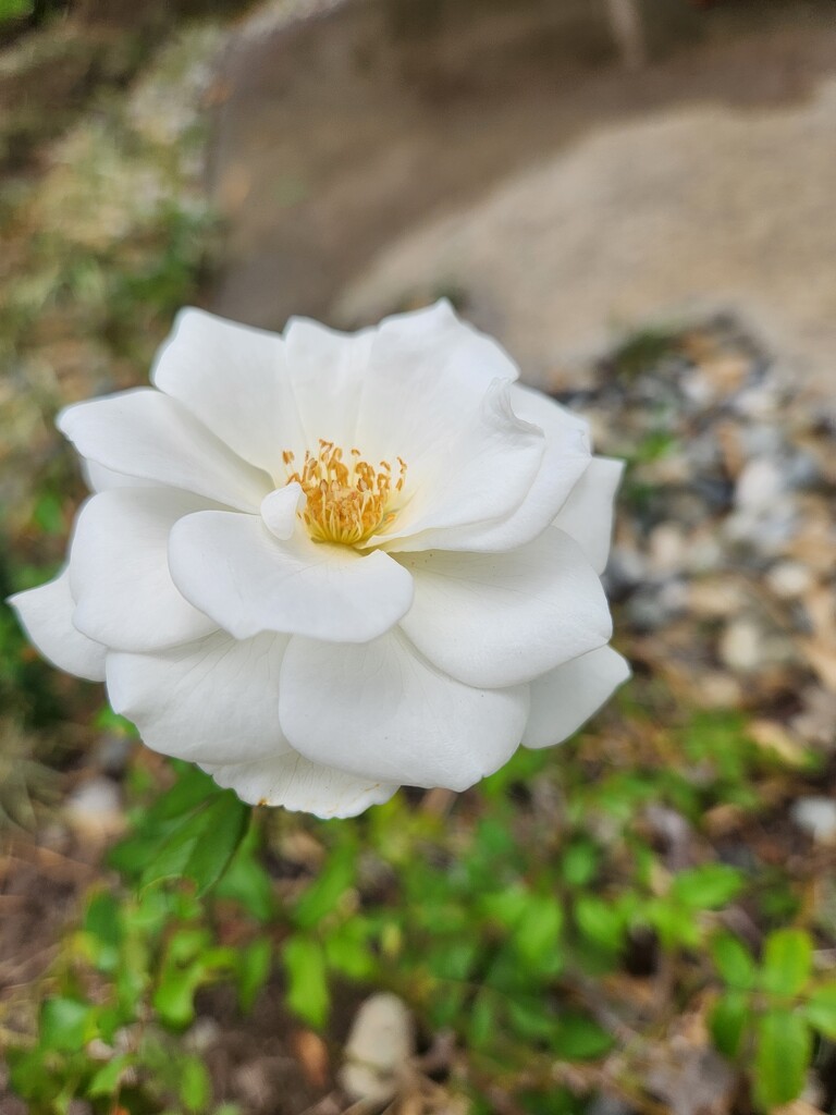 White Bloom by mariaostrowski