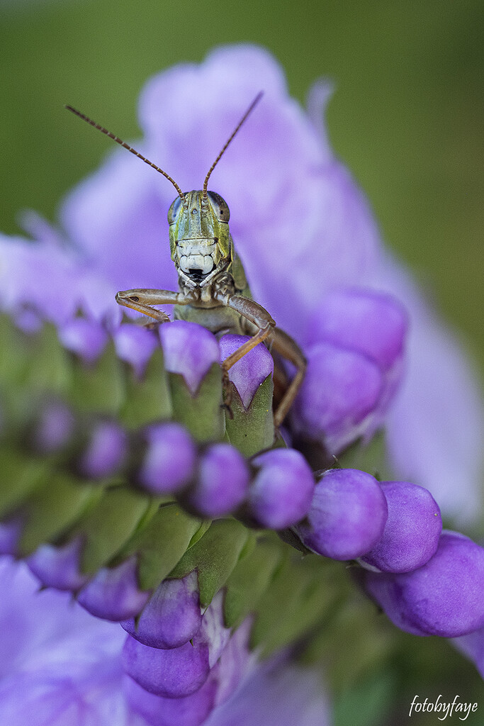 Grasshopper by fayefaye