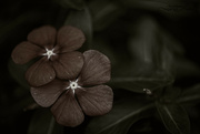 30th Aug 2024 - Late Evening Vinca