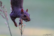 1st Sep 2024 - Just Hangin' Around