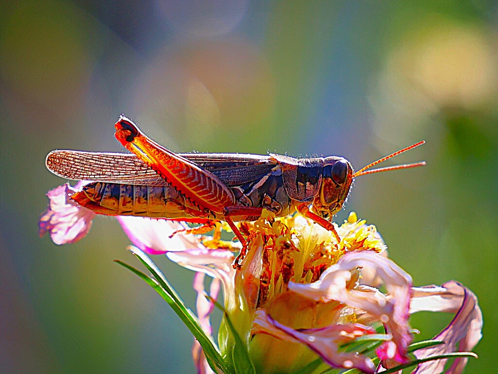 Grasshopper by lynnz