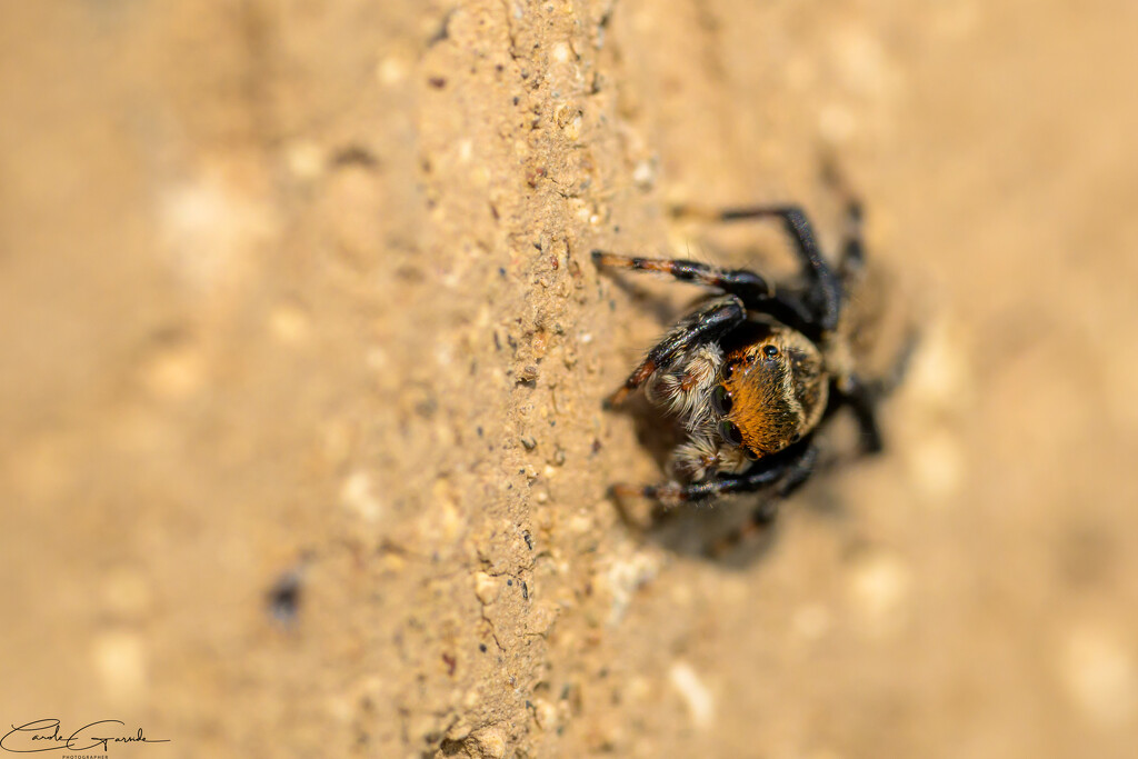 Jumping Spider by yorkshirekiwi