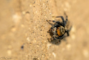 4th Sep 2024 - Jumping Spider