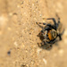 Jumping Spider