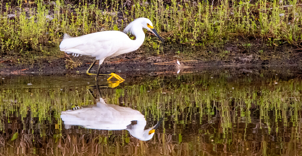 Snowy Egret on the Prowl! by rickster549