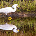 Snowy Egret on the Prowl! by rickster549