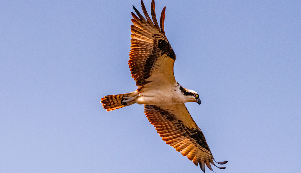 Osprey Fly-Over! by rickster549