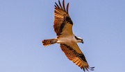 3rd Sep 2024 - Osprey Fly-Over!