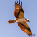 Osprey Fly-Over!