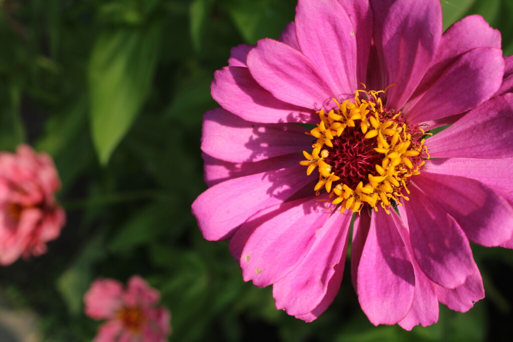 Zinnias in the sunshine by mltrotter