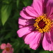 Zinnias in the sunshine