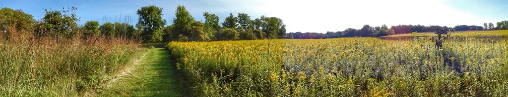 goldenrod… by amyk