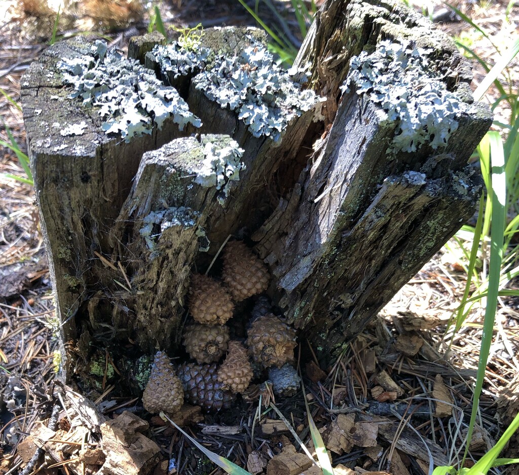 Storing Pinecones by dailypix