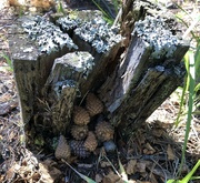 3rd Sep 2024 - Storing Pinecones