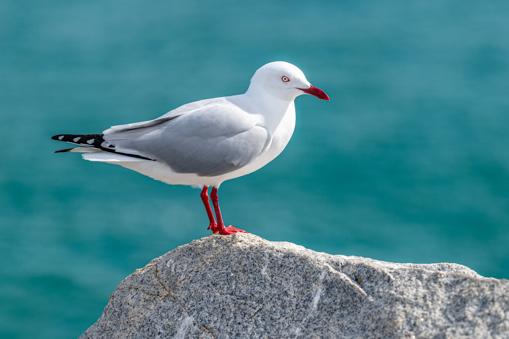 Seagull by teodw