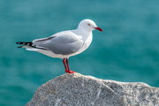 12th Aug 2024 - Seagull