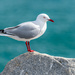 Seagull