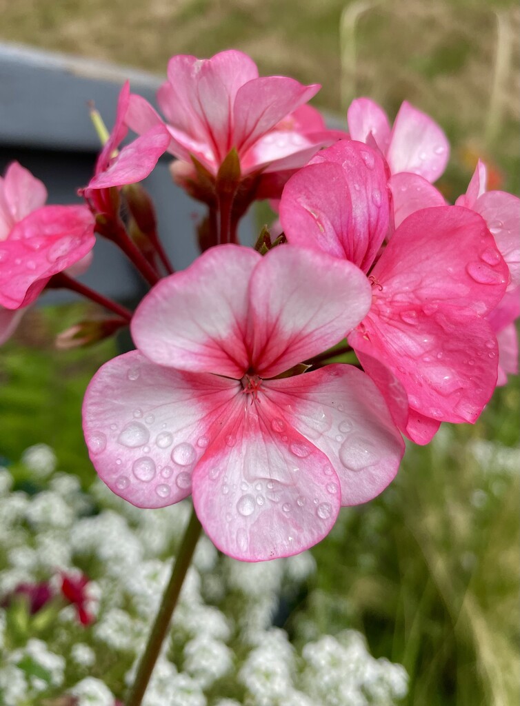 Geranium by am2584