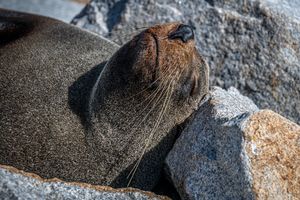 Snoozy seal by teodw