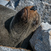 Snoozy seal