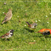 A selection of birds on our front lawn