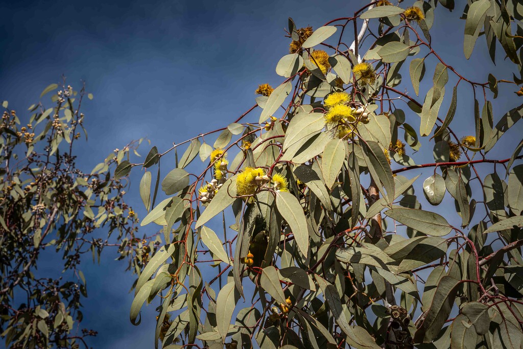 Yellow flowering gum by pusspup