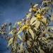 Yellow flowering gum by pusspup