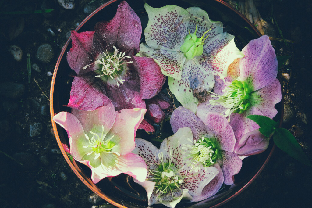 hellebores by kali66