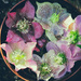 hellebores by kali66