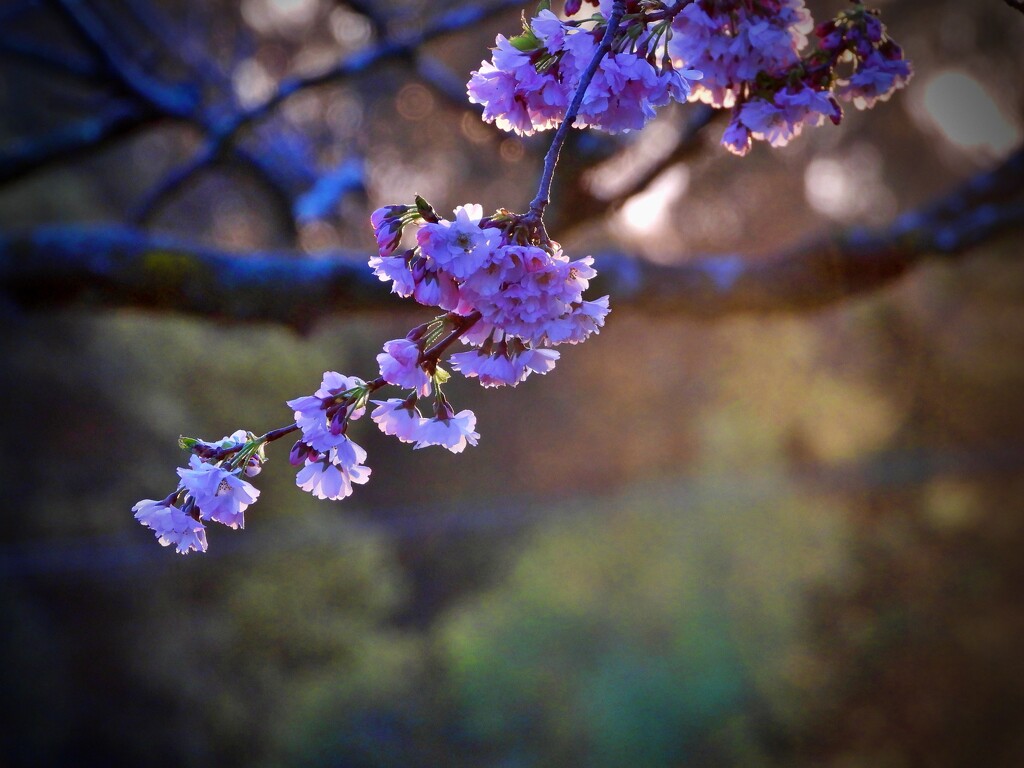 late light on the blossom by maggiemae