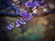 4th Sep 2024 - late light on the blossom