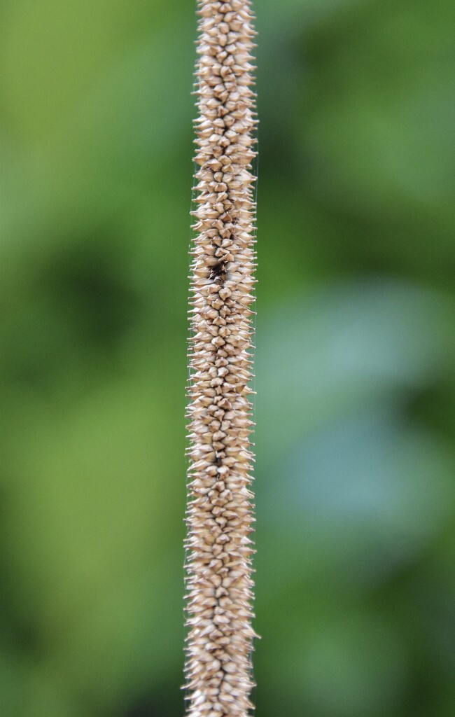 Going to seed by casablanca