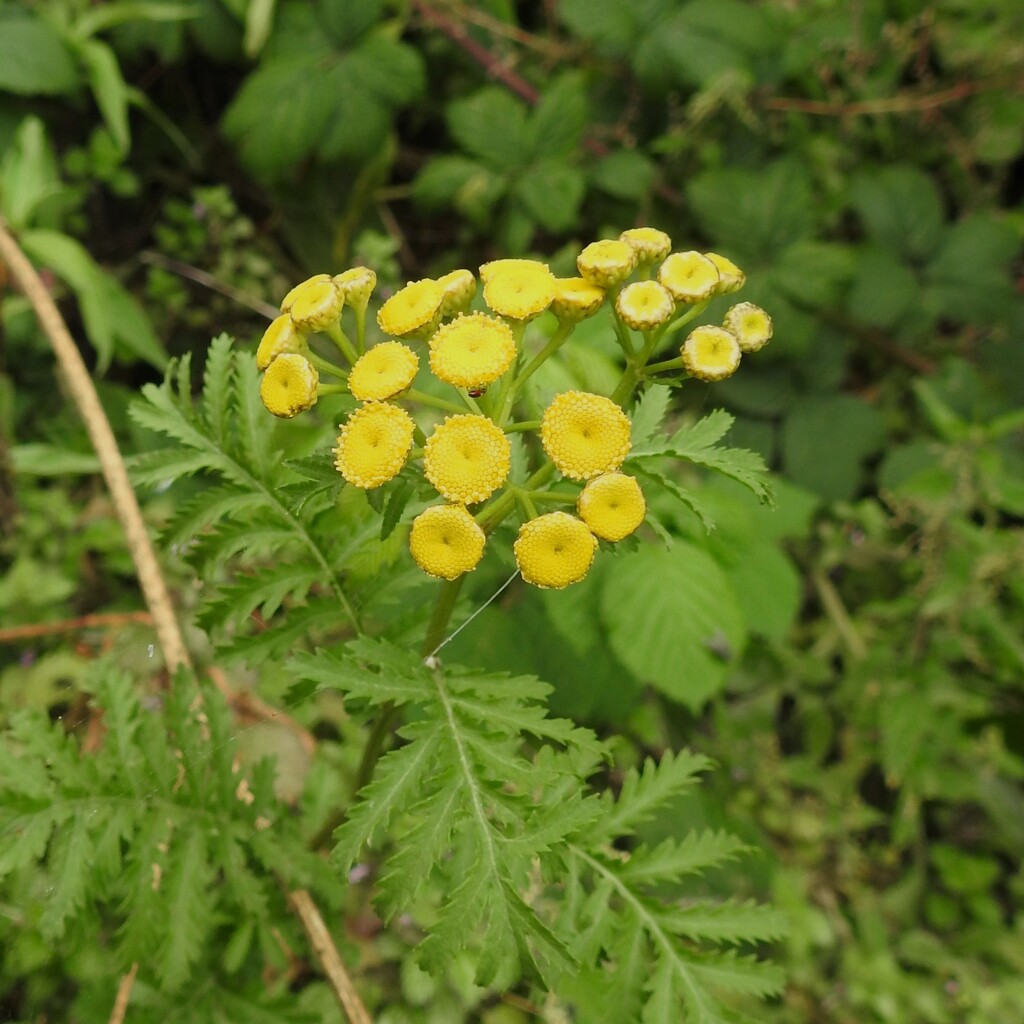 Tansy by oldjosh